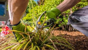 jardinage à domicile Versailles entretien jardin